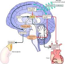 Image result for Placebo Effect
