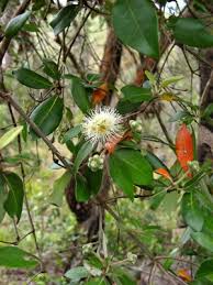 Image result for Syncarpia glomulifera