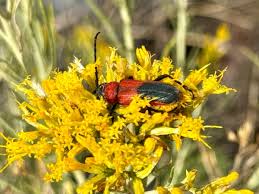 Image result for Buchnera speciosa