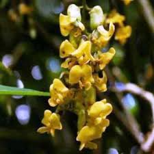 Image result for Dumasia