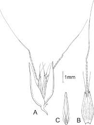 Image result for Pentameris