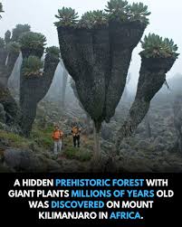 Image result for Erythrina sacleuxii