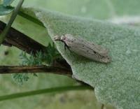 Image result for Nothris verbascella