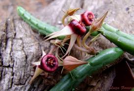 Image result for Huernia procumbens