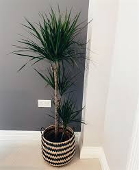 Plus everything you need to learn about planting common names: Madagascar Dragon Tree Dracaena Marginata Care And Growing Guide Balcony Decoration Eco Friendly Garden Ideas
