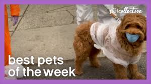 Quarantine Dog Best Pets Of The Week Youtube