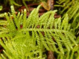 Image result for Bergia mossambicensis