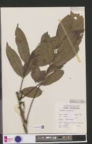 Image result for Ancylobothrys amoena