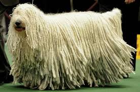 The Komondor May Look Like A Mop On Four Legs But Beneath All That Hair There S A Big Dog With A Big Personality Komondor Dog Komondor Weird Animals