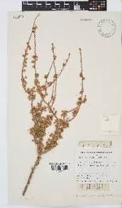 Image result for Limeum viscosum