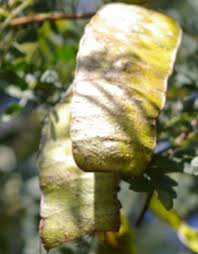 Image result for Adenopodia schlechteri