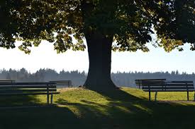 We did not find results for: 15 Of The Best Shade Trees For Salt Lake City Yards Lawnstarter