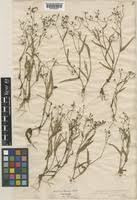 Image result for Aneilema spekei