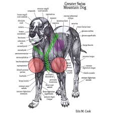 The femur is the large thighbone. Anatomy Of A Dogs Front Leg Anatomy Drawing Diagram