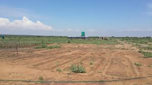 Image result for Ptycholobium plicatum