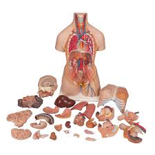 See more ideas about female torso, anatomy drawing, anatomy reference. Deluxe Male Female Torso Anatomy Model Health Edco