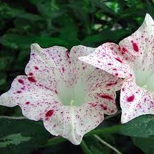 Hoya lacunosa blooming happens in waves for me: Top 15 Most Beautiful Morning Glory Flowers
