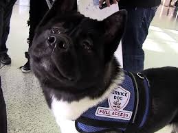 Henry Cavill And His Dog Kal El At Lax Henry Cavill American Akita Akita Dog