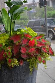 Bird Of Paradise In Pot Outside Big Pots Dirt Simple Container Plants Container Gardening Shade Plants