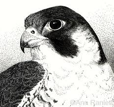 A star wars story personal review board the millennium falcon and journey to a galaxy far, far away in solo: Peregrine Falcon Colouring Pages Peregrine Falcon Drawings Celtic Love Symbols