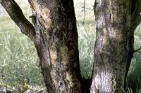 Image result for Acacia kirkii