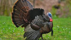 Making marijuana news globally and in the caribbean and latin america for today, june 11, 2021 in 60 seconds. Turkey Storms Into And Destroys Dentist S Office Fox News