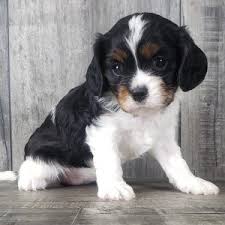 I'm sherry rupke, the owner of swissridge kennels. Home Grandeur Valley Puppies
