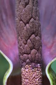 Image result for Amorphophallus richardsiae