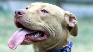 Since 31 august 2010 he has been minister president of the german state of hesse. Hunde Beissen Haufiger Zu Rhein Main