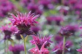 Plant it in your garden or in deep planters and let 7. 15 Wonderful Plants That Keep Mosquitoes Away You Probably Didn T Know Conserve Energy Future