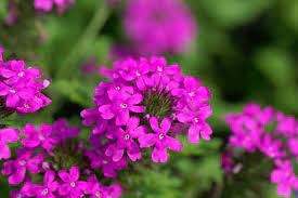 Verbena is a genus of hardy perennial plants that have come a long way from their conventional garden use as summer annuals! Growing Rose Verbena Learn About Rose Verbena Uses In Gardens