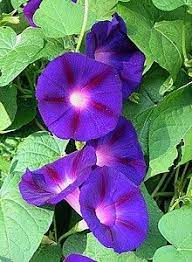 Morning Glory Grandpa Ott Deer Resistant Plants Garden Vines Purple Garden