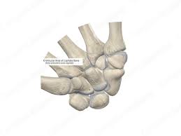 Image result for Capitate Bone