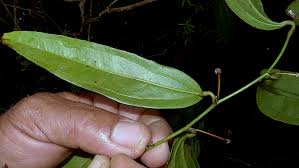 Image result for Smilacaceae