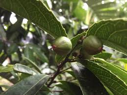 Image result for Rawsonia