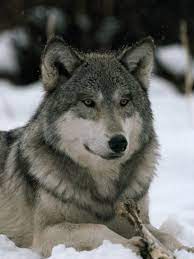Pin By Barbara Flynn On Lycan Grey Wolf Alpha Male Wolf Photos
