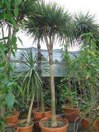 Il ressemble au trachycarpus fortunei, mais il est un peu moins grand, avec des feuilles plus rigides et plus petites. Un Palmier Qui Resiste Au Papillon En Region Paca Le Dracaena Grossiste En Plantes Et Arbres De Pepinieres Pres D Arles Pepiniere Rouy