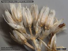 Image result for Polycarpaea prostratum