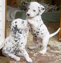 We did not find results for: Brantford Dalmatian Dogs Puppies For Sale Classifieds At Eclassifieds 4u
