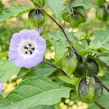 Image result for Nicandra physalodes