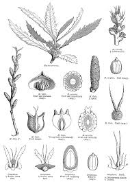 Image result for Myricaceae