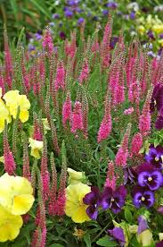 Speedwell And Pansies Flower Painting Flower Garden Garden Plants