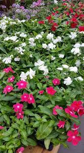 Periwinkle Vinca In The Atrium Shopdewaynes Thegardencenter Tanaman Tanaman Pot Hidup