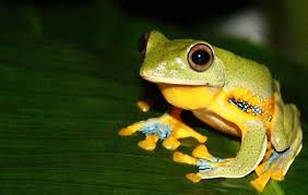 Berikut ini adalah list daftar nama binatang / hewan baik mamalia, reptil, serangga, ikan, burung, dsb yang sering kita lihat dalam kehidupan keseharian kita. Contoh Gambar Hewan Yang Hidup Di Air Apa Itu Hewan Vertebrata Penjelasan Dan Klasifikasinya 10 Hewan Laut Dalam Yang Seram Dan Ane Hewan Gambar Hewan Amfibi