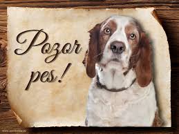 Image result for velššpringršpaněl