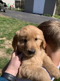 Golden Retriever Puppies For Sale Morganfield Ky 351098