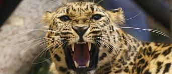 Maybe you would like to learn more about one of these? These Are The World S 19 Most Endangered Animals World Economic Forum