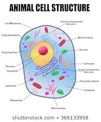 Animal Cell Images Stock Photos Vectors Shutterstock