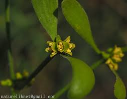 Image result for Viscum congolense