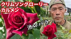 渋いぜ!【ザ･バラ!】黒赤の高芯剣弁咲き！！カルメン/クリムソングローリーの紹介